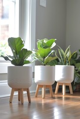Three Potted Plants on Wooden Legs by Window
