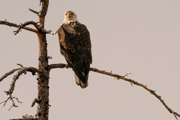 Bald eagle in a dead tree, Steamboat Colorado