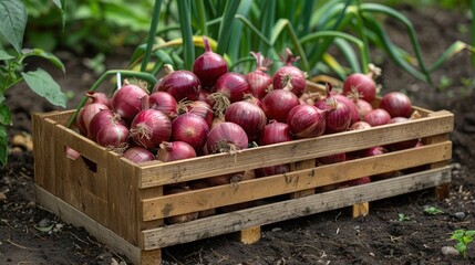 Freshly picked red onion in a wooden box in the field or greenhouse