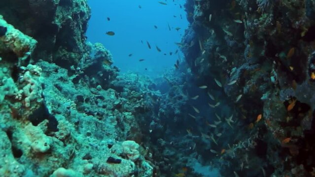 A coral reef with a lot of fish swimming around. The fish are orange and yellow. The reef is very colorful and lively. Part of Underwater World of Red Sea series.