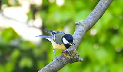 Great tit bird with a caterpillar in its beak