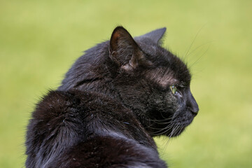 Short haired black domestic cat against a blurry green background