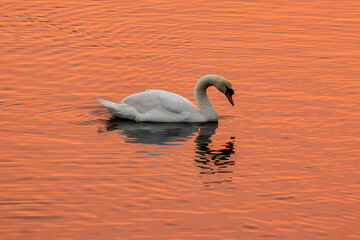 Mute swan white feathers on freshwater lake with orange sky reflected at sunset