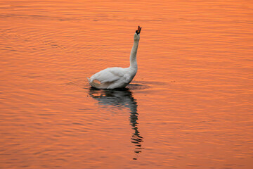 Mute swan white feathers on freshwater lake with orange sky reflected at sunset