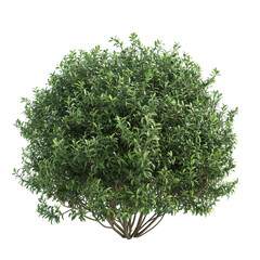 Obraz premium bunch of parsley