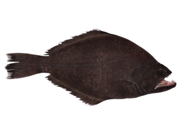 Halibut