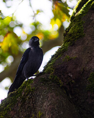 blackbird on a branch