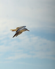 seagull flying in the sky
