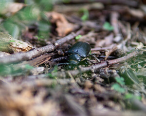 beetle on a green leaf