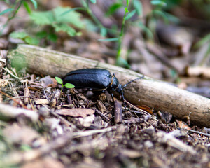 beetle on the ground