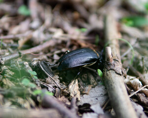 beetle on the ground