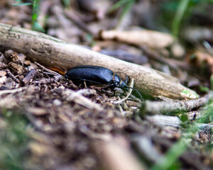 Beetle on the ground