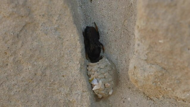 Schwarze M&ouml;rtelbiene baut Nest