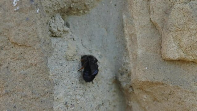 Schwarze M&ouml;rtelbiene baut Nest