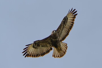 Buzzard