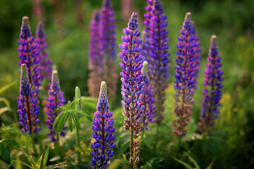 Obraz premium Lupins purple violet in the field