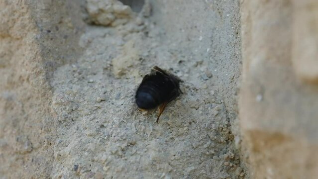 Schwarze M&ouml;rtelbiene baut Nest