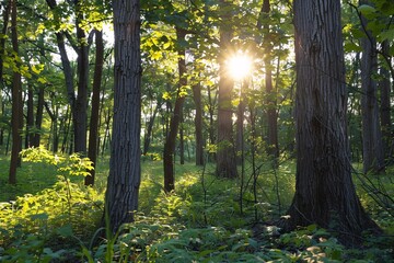 Soft afternoon sunlight filtering through canopy gaps, creating gentle shadows and a warm glow in the tranquil forest