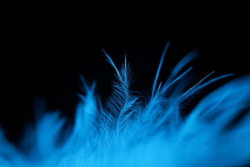 Blue texture abstract on black background, bird feather	

