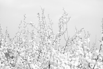 Plant in blossom during spring season, black and white nature art.