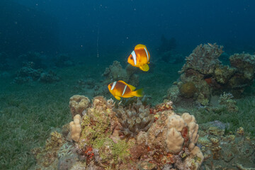 Clown-fish in the Red Sea Colorful and beautiful, Eilat Israel
