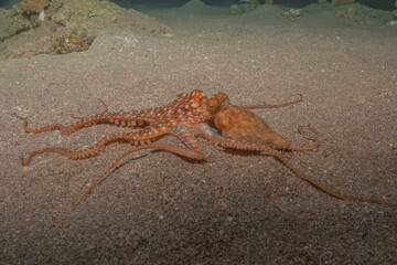Octopus king of camouflage in the Red Sea, Eilat Israel 
