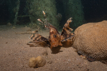 Lionfish in the Red Sea colorful fish, Eilat Israel
