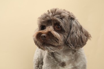 Cute Maltipoo dog on beige background. Lovely pet