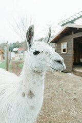 Obraz premium close up of a white alpaca