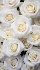 Close Up of White Roses