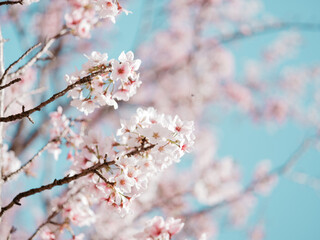 blossom in spring