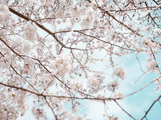 cherry blossom in spring