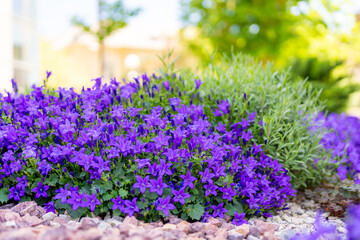Naklejka premium an abundance of purple flowers surrounded by stones and rocks in front of a home