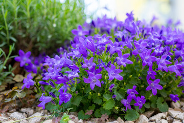 purple violet flowers blooming in a garden among rocks and foliage