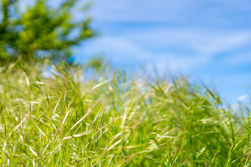 tall green grass, against a clear blue sky background, with a small tree in