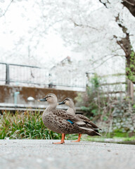 duck in the water