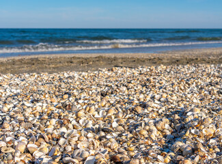 Fototapeta na wymiar many shells on the beach near the ocean and a clear blue sky