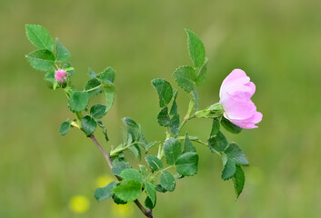 Natural flowers growing in rural areas. rosehip flower photos.