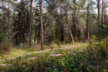 beautiful forest with coniferous trees in the center of Israel