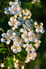Blooming Crataegus, commonly called hawthorn, quickthorn, thornapple, May-tree, whitethorn,...