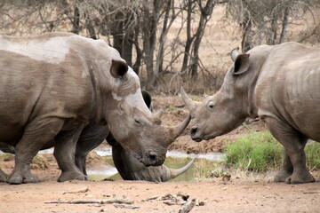 Fototapeta premium white rhino in the wild