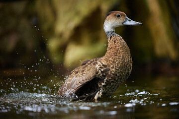 A beautiful duck swims in the water in Denmark. Close-up