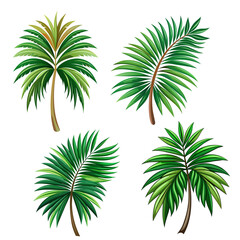 Set of summer leaf palm tree on white background