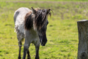 Wildpferde in Dülmen