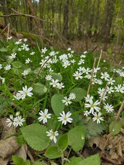 flowers in the forest