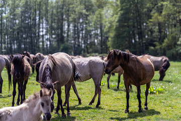 Wildpferde in Dülmen