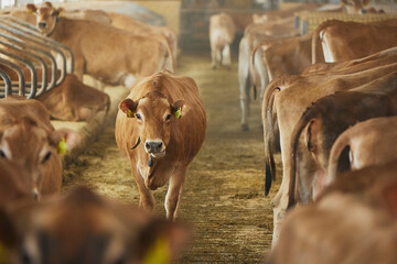 Cute Jersey cows on a farm in Denmark