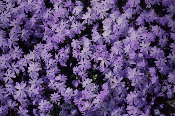 Bodendecker im Frühling
