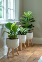 Three Potted Plants on Wooden Legs by Window