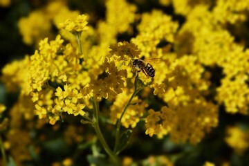 Biene ernährt sich von gelber Blüte